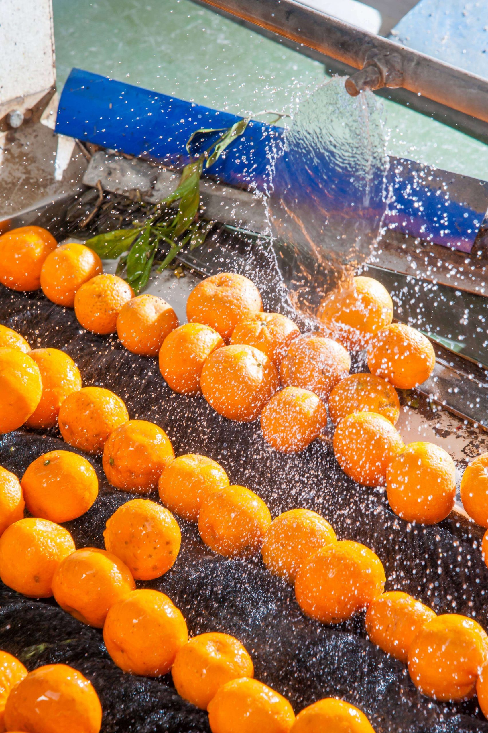 Tangerines being washed by a nozzle on a header spraying down onto a processing conveyor.